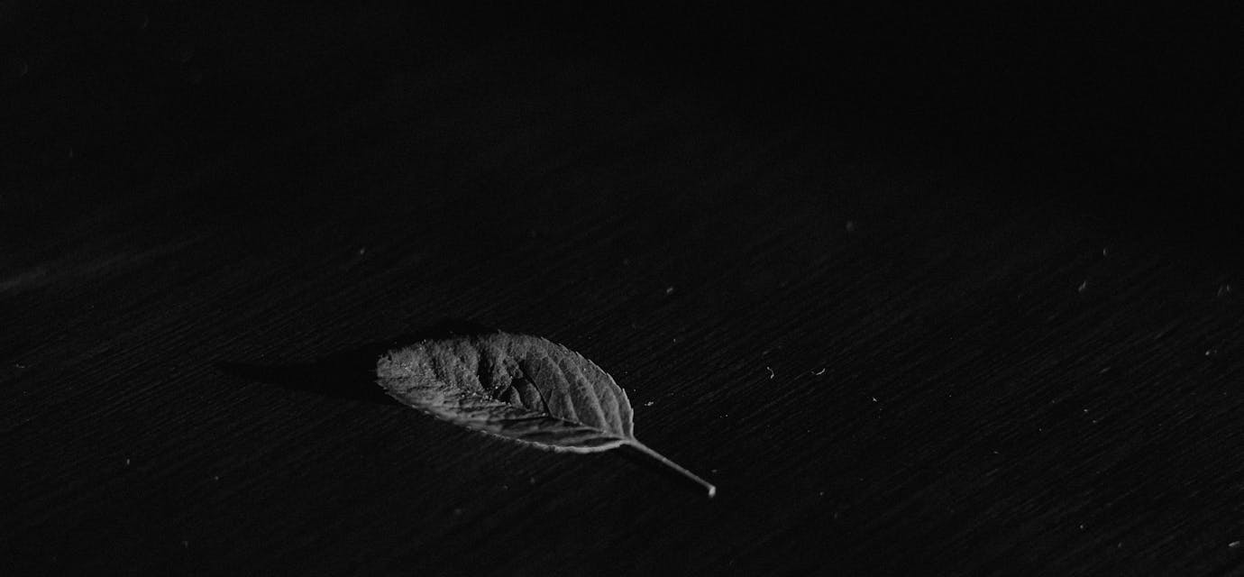 A single leaf on a black textured background, captured in timeless monochrome.