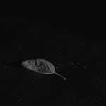 A single leaf on a black textured background, captured in timeless monochrome.