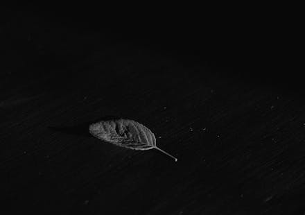 A single leaf on a black textured background, captured in timeless monochrome.