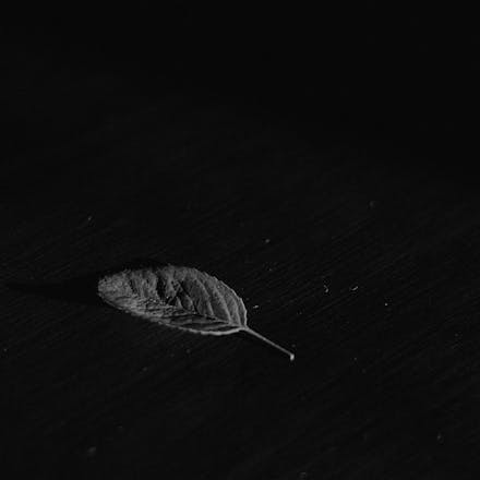 A single leaf on a black textured background, captured in timeless monochrome.