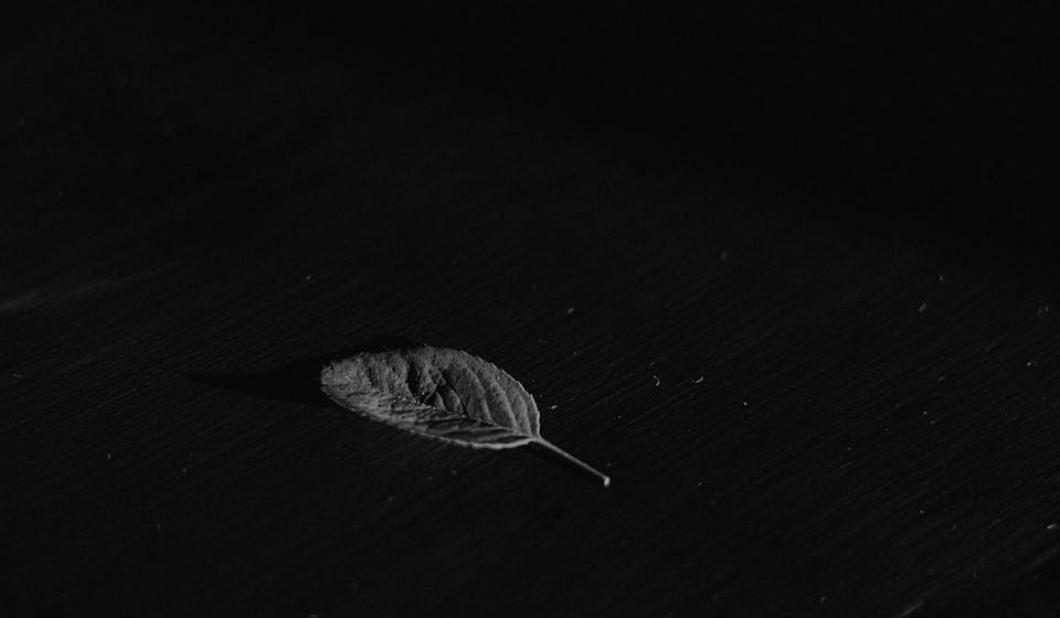 A single leaf on a black textured background, captured in timeless monochrome.